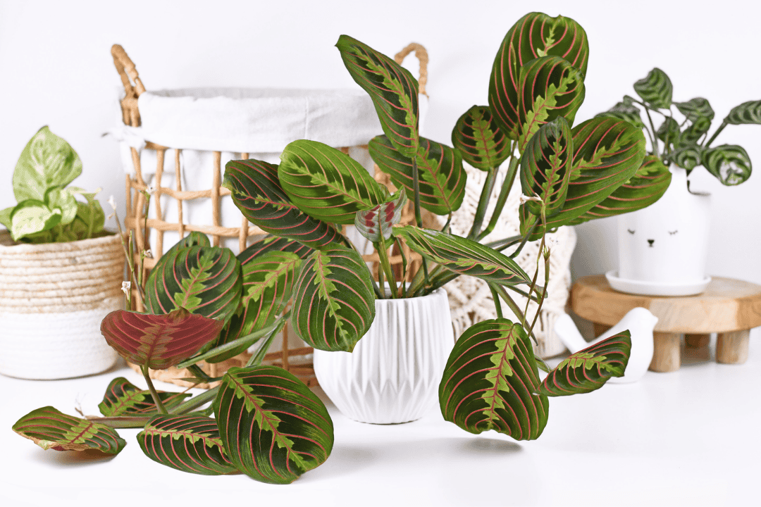 Najlepsze rośliny doniczkowe do dziecięcego pokoju – bezpieczeństwo i walory edukacyjne