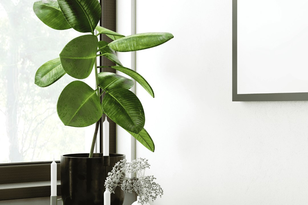 Rośliny w biurze domowym – jakie gatunki poprawią koncentrację i nastrój?