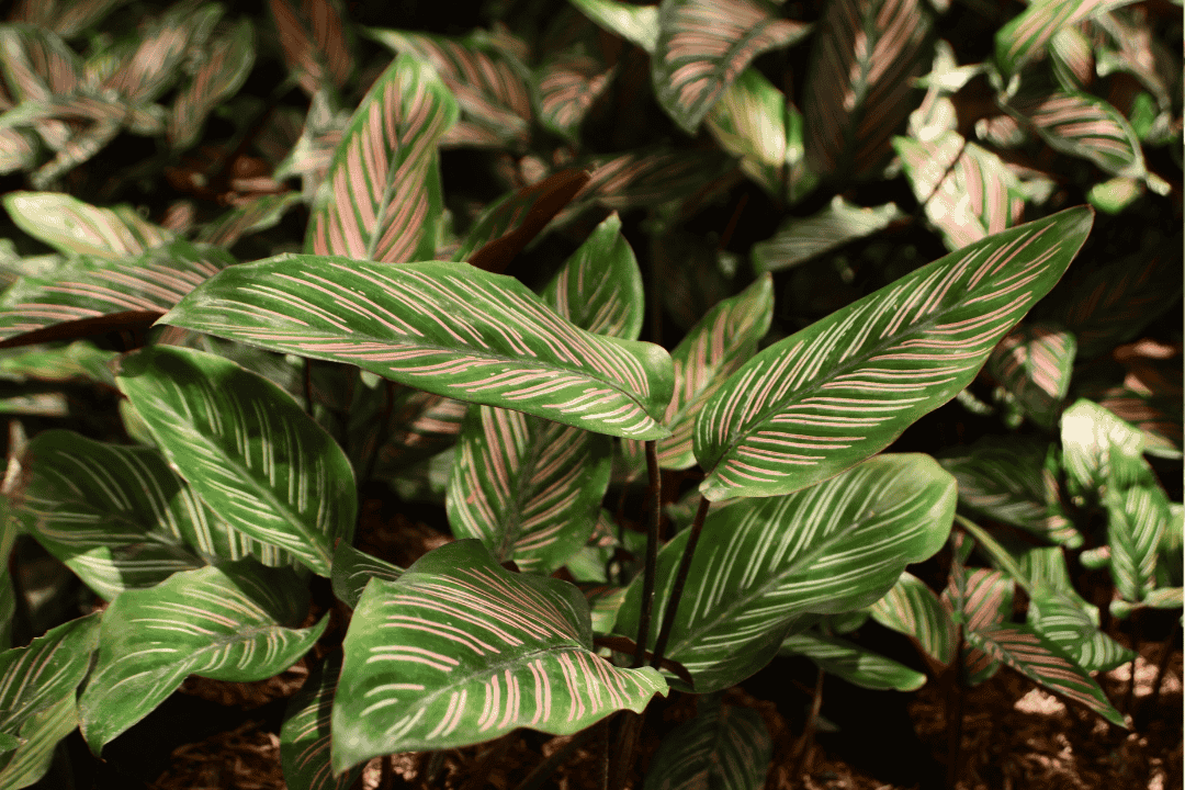 Rośliny bezpieczne dla zwierząt – lista gatunków, które możesz mieć bez obaw