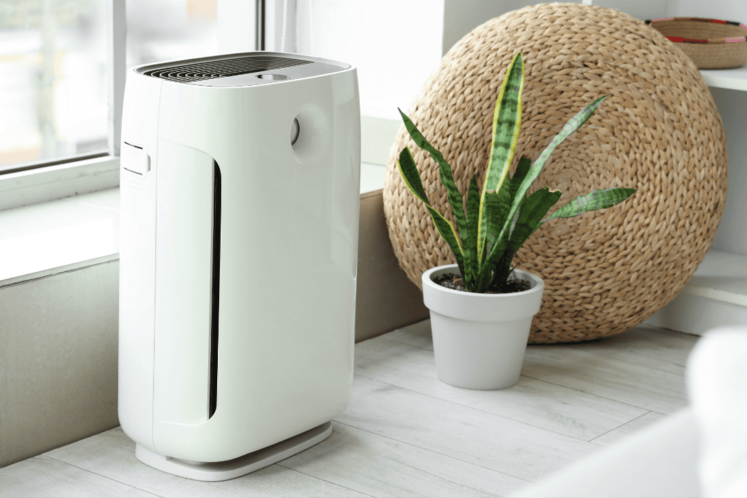 Rośliny oczyszczające powietrze: mit czy prawda?