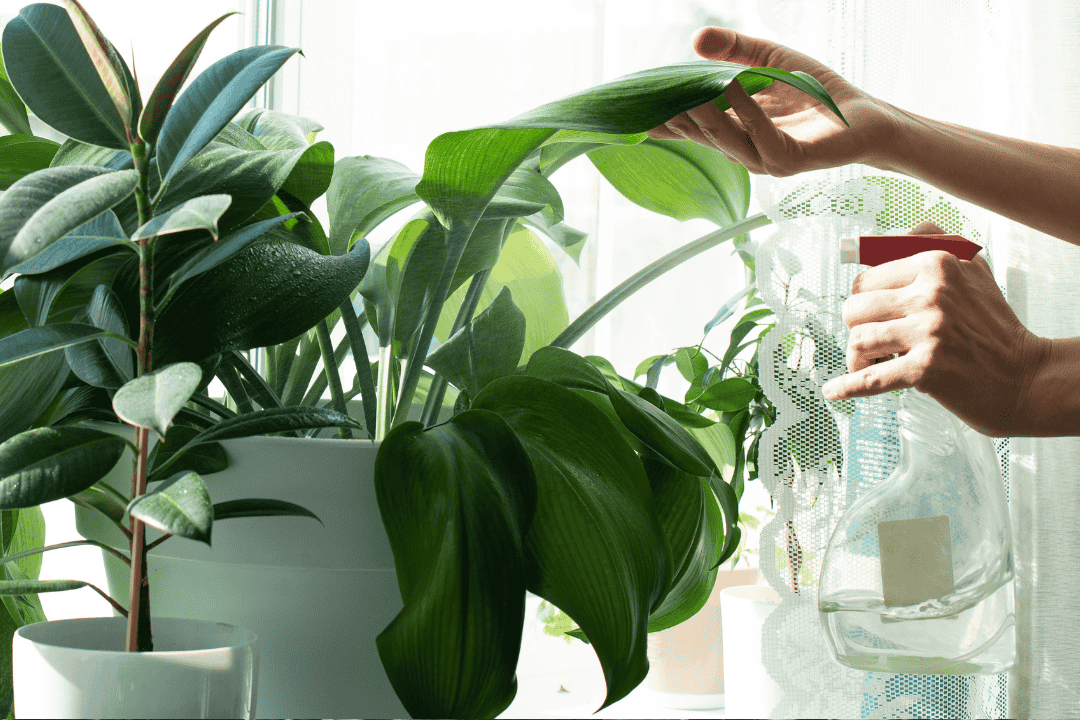 Najczęstsze błędy w podlewaniu roślin doniczkowych i jak ich unikać