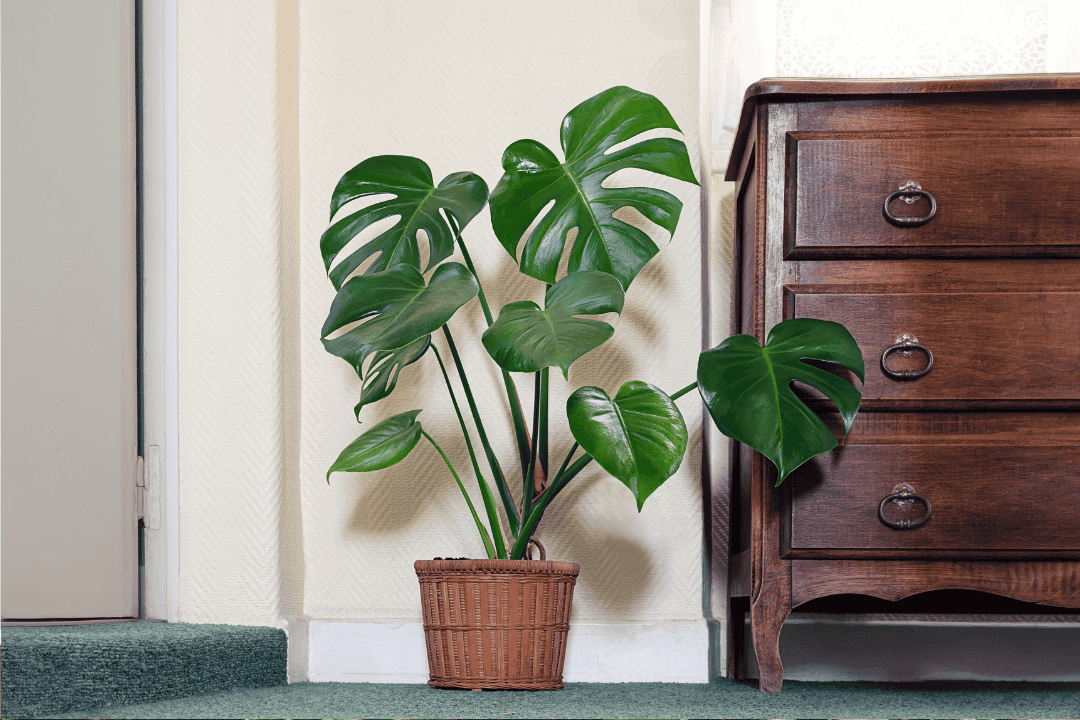 Jak dobrać rośliny do nowoczesnych wnętrz – trendy i porady aranżacyjne