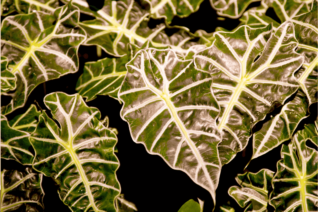 Alocasia w domu – jak zapewnić jej idealne warunki i uchronić przed chorobami?