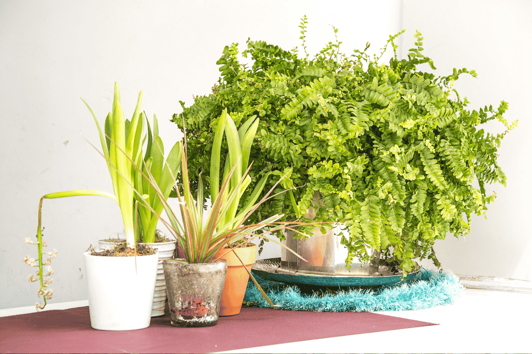 Paprocie w domu – jak stworzyć prawdziwą zieloną dżunglę?