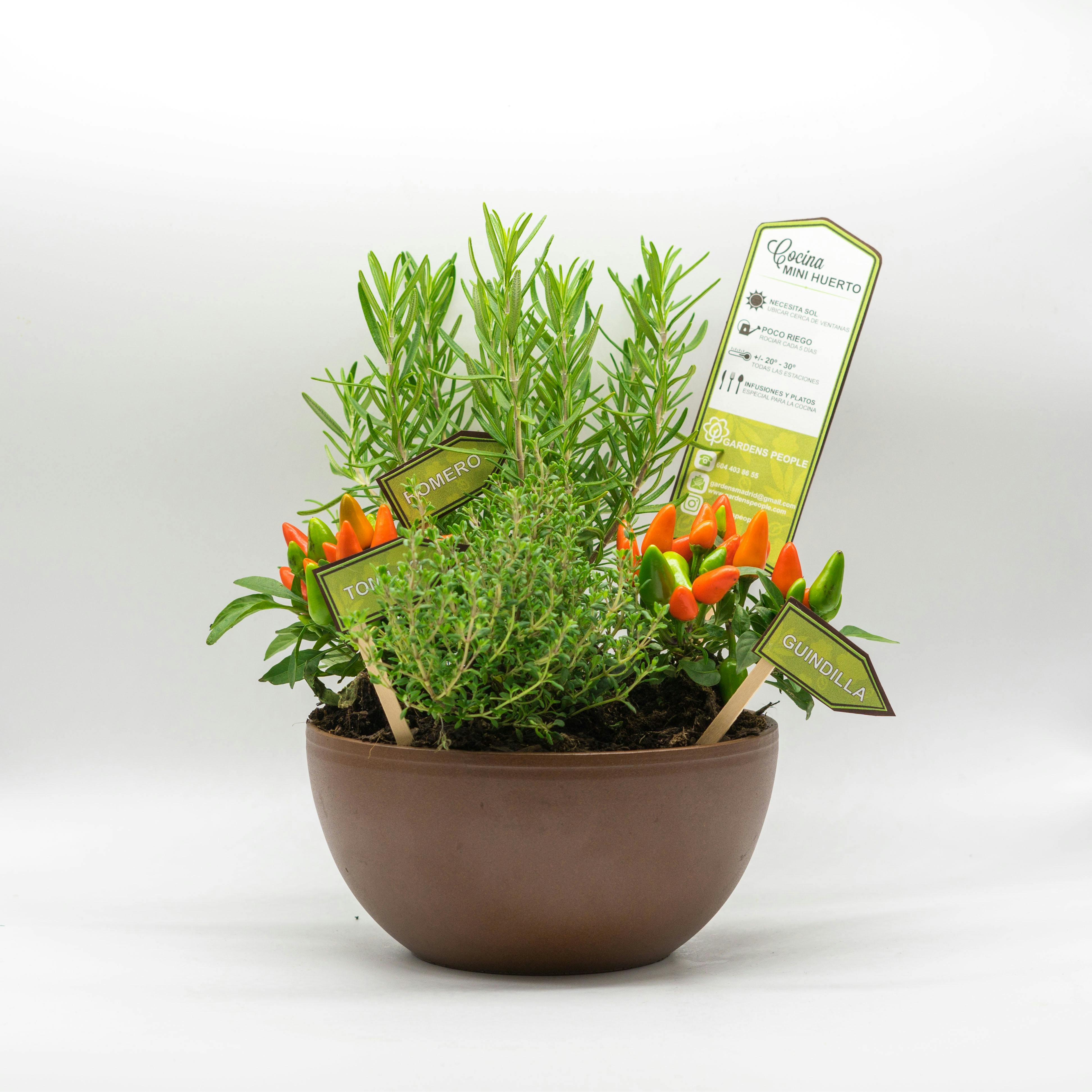 Jak dbać o rzadkie rośliny kolekcjonerskie?