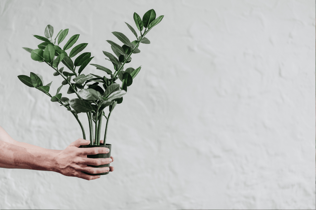 Najlepsze rośliny do miejsc o słabym świetle – ratunek dla północnych parapetów