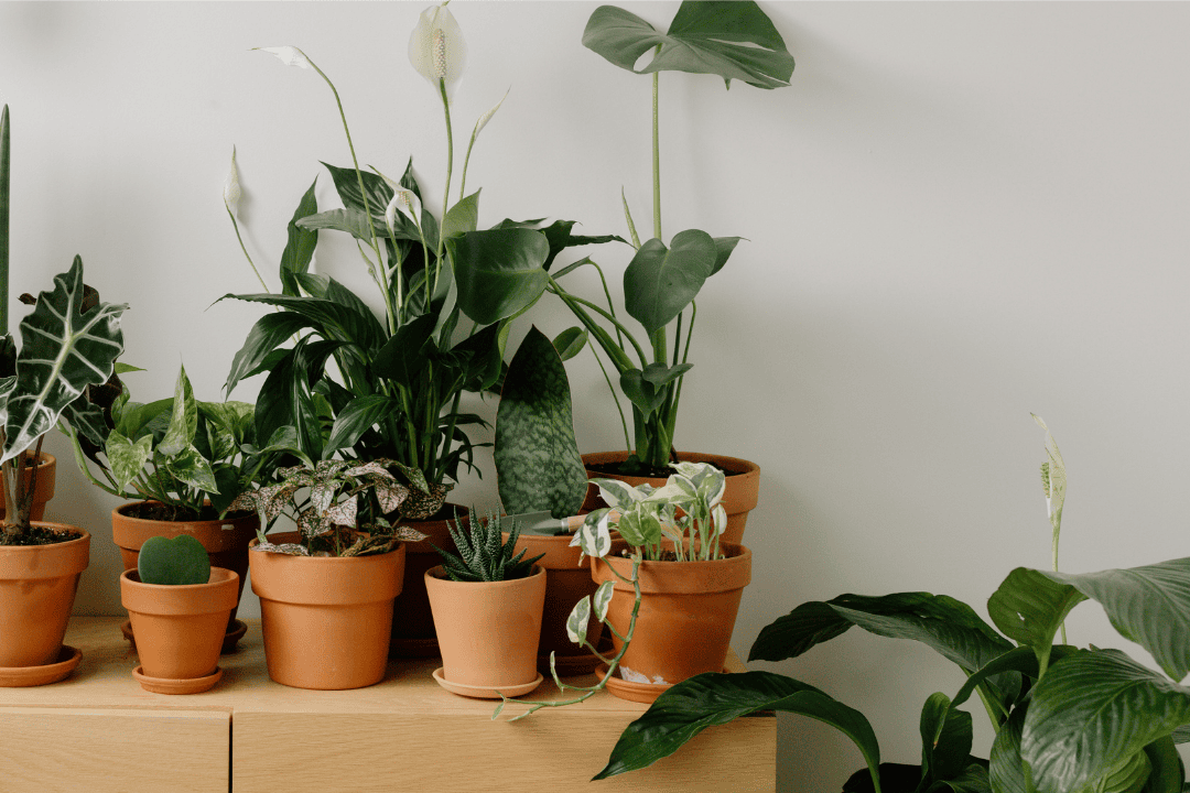 Jak łączyć różne rośliny w jednej doniczce? Tworzenie mini kompozycji