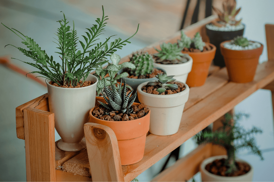 Jak wybrać idealną doniczkę do Twojej rośliny? Przegląd najmodniejszych stylów