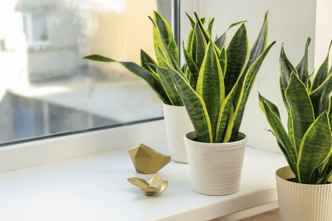 5 oryginalnych pomysłów na prezent z rośliną doniczkową