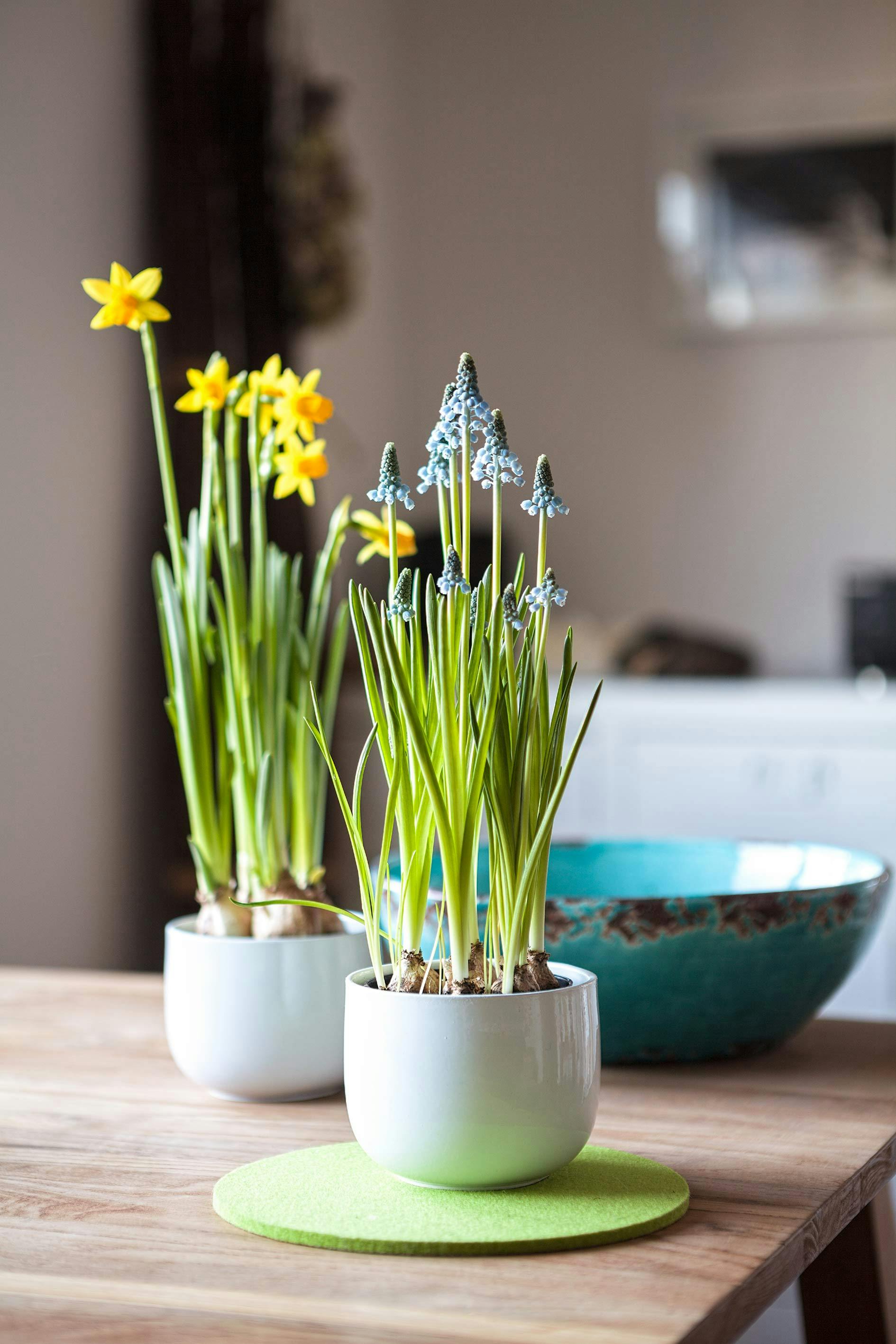 Rośliny doniczkowe, które poprawiają jakość snu