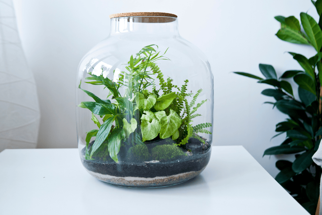 Las w słoiku DIY – jak zrobić własną zamkniętą kompozycję roślinną?