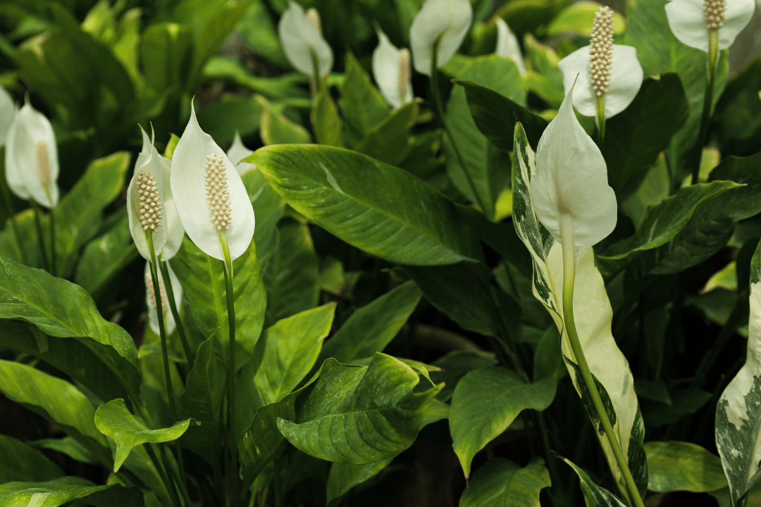 Kwiaty doniczkowe, które kwitną cały rok – propozycje dla kolorowych wnętrz