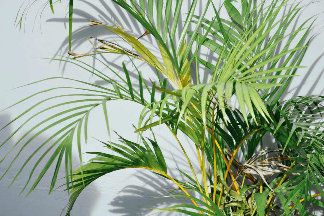 Rośliny antysmogowe – czy rzeczywiście pomagają w oczyszczaniu powietrza?